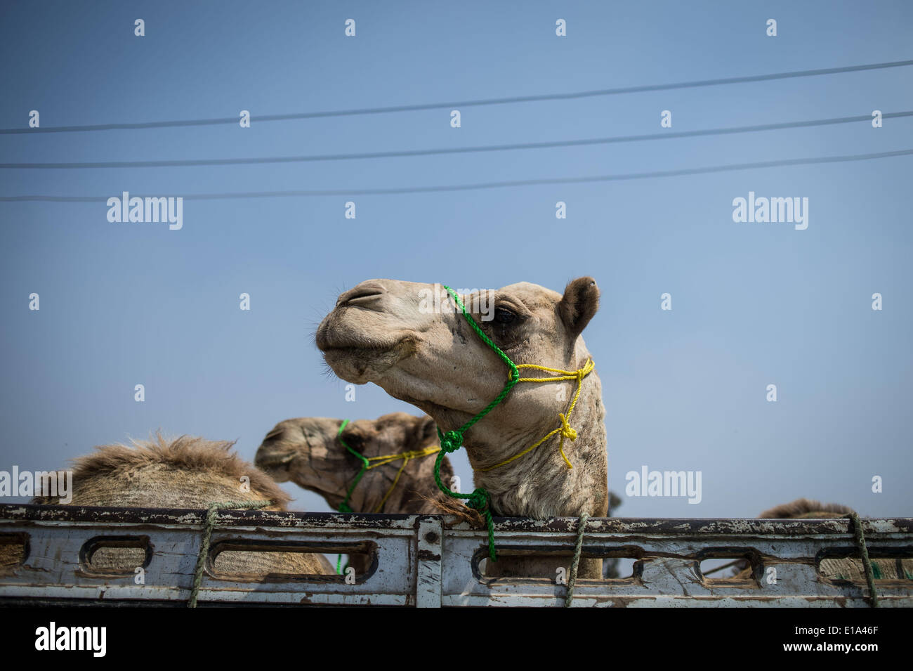 Il Cairo, Egitto. 23 Maggio, 2014. I cammelli sono visti in un mercato di cammelli in Berkash, creduto per essere il più grande egiziano mercato di cammelli, circa 50 chilometri a nord-ovest Il Cairo, Egitto, 23 maggio 2014. Il mercato continua la sua attività di compravendita di cammelli provenienti dal sud Sudan per soddisfare la domanda in Egitto nonostante la turbolenza politica negli ultimi 3 anni. © Pan Chaoyue/Xinhua/Alamy Live News Foto Stock