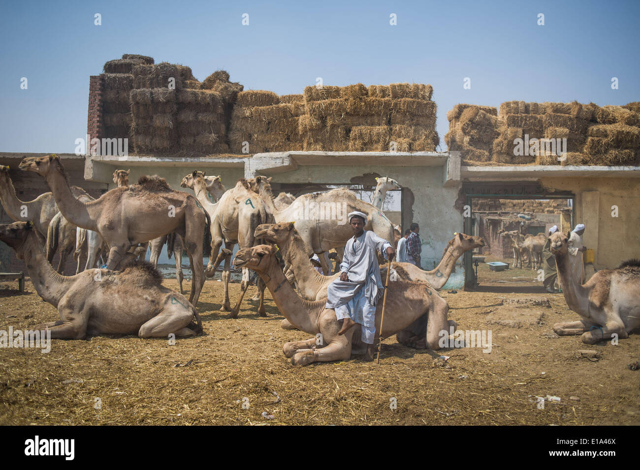 Il Cairo, Egitto. 23 Maggio, 2014. Un giovane venditore è visto in un mercato di cammelli in Berkash, creduto per essere il più grande egiziano mercato di cammelli, circa 50 chilometri a nord-ovest Il Cairo, Egitto, 23 maggio 2014. Il mercato continua la sua attività di compravendita di cammelli provenienti dal sud Sudan per soddisfare la domanda in Egitto nonostante la turbolenza politica negli ultimi 3 anni. © Pan Chaoyue/Xinhua/Alamy Live News Foto Stock