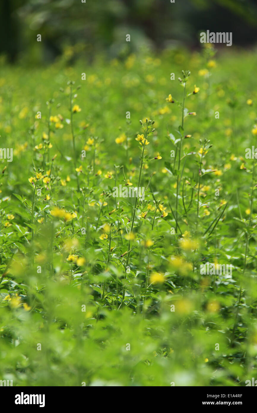 Erba verde e fiori di colore giallo Foto Stock