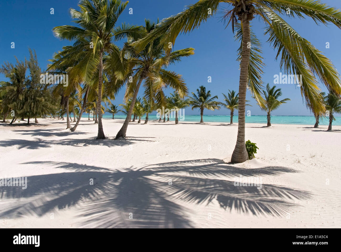 Palm Beach con Cocospalm (Cocos nucifera) Foto Stock