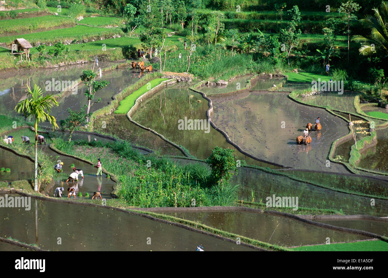 Campo di risone in Amlapura, Bali, Indonesien Foto Stock