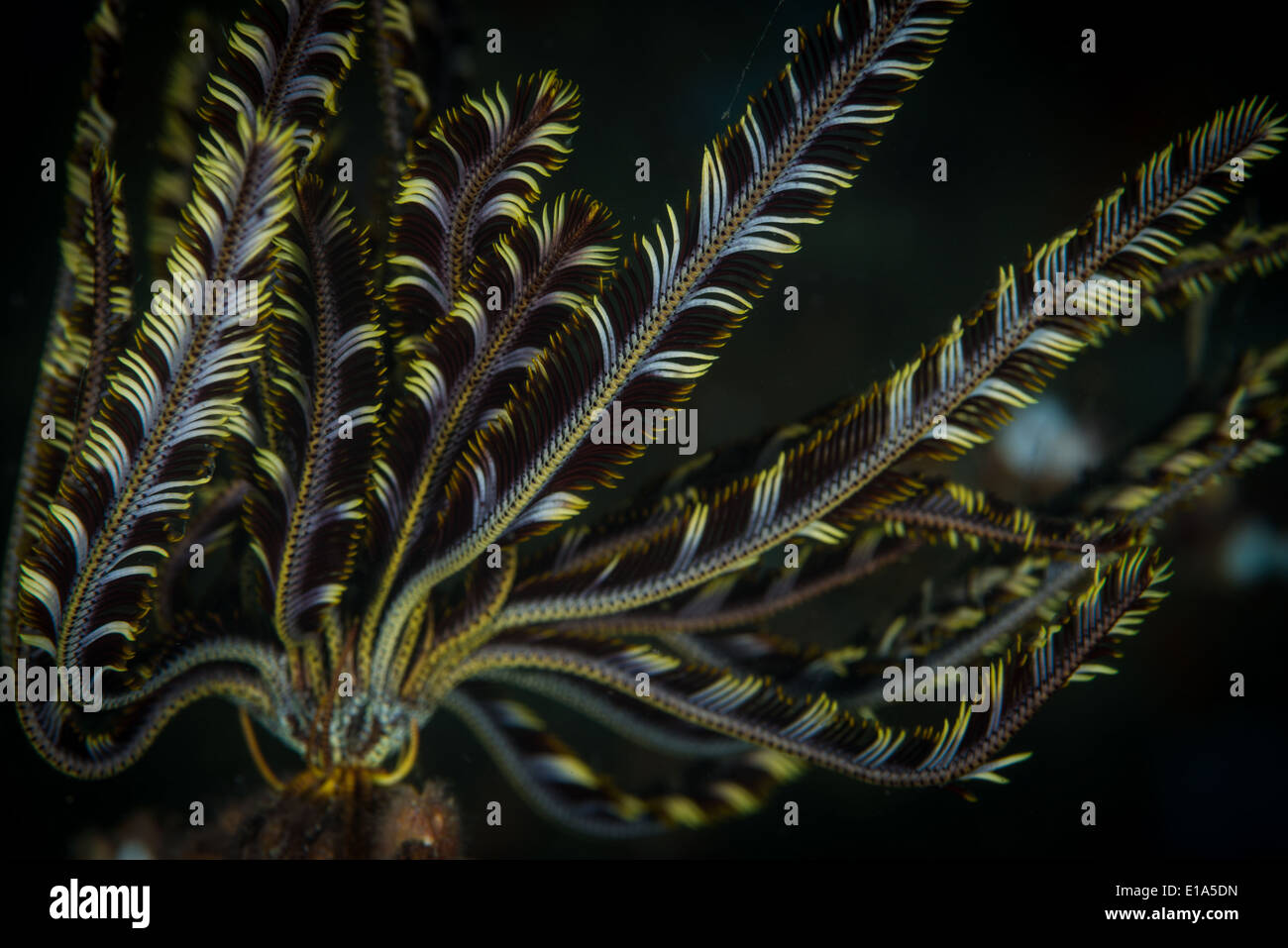 Crinoide Feather Star (Crinoidea) nel Mare delle Andamane, Thailandia Foto Stock