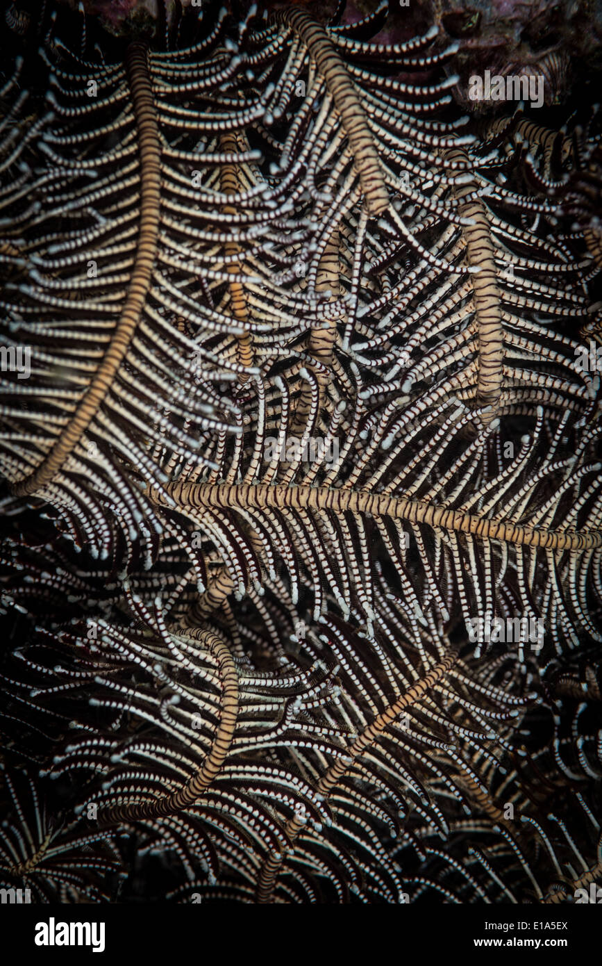 Crinoide Feather Star (Crinoidea) nel Mare delle Andamane, Thailandia Foto Stock