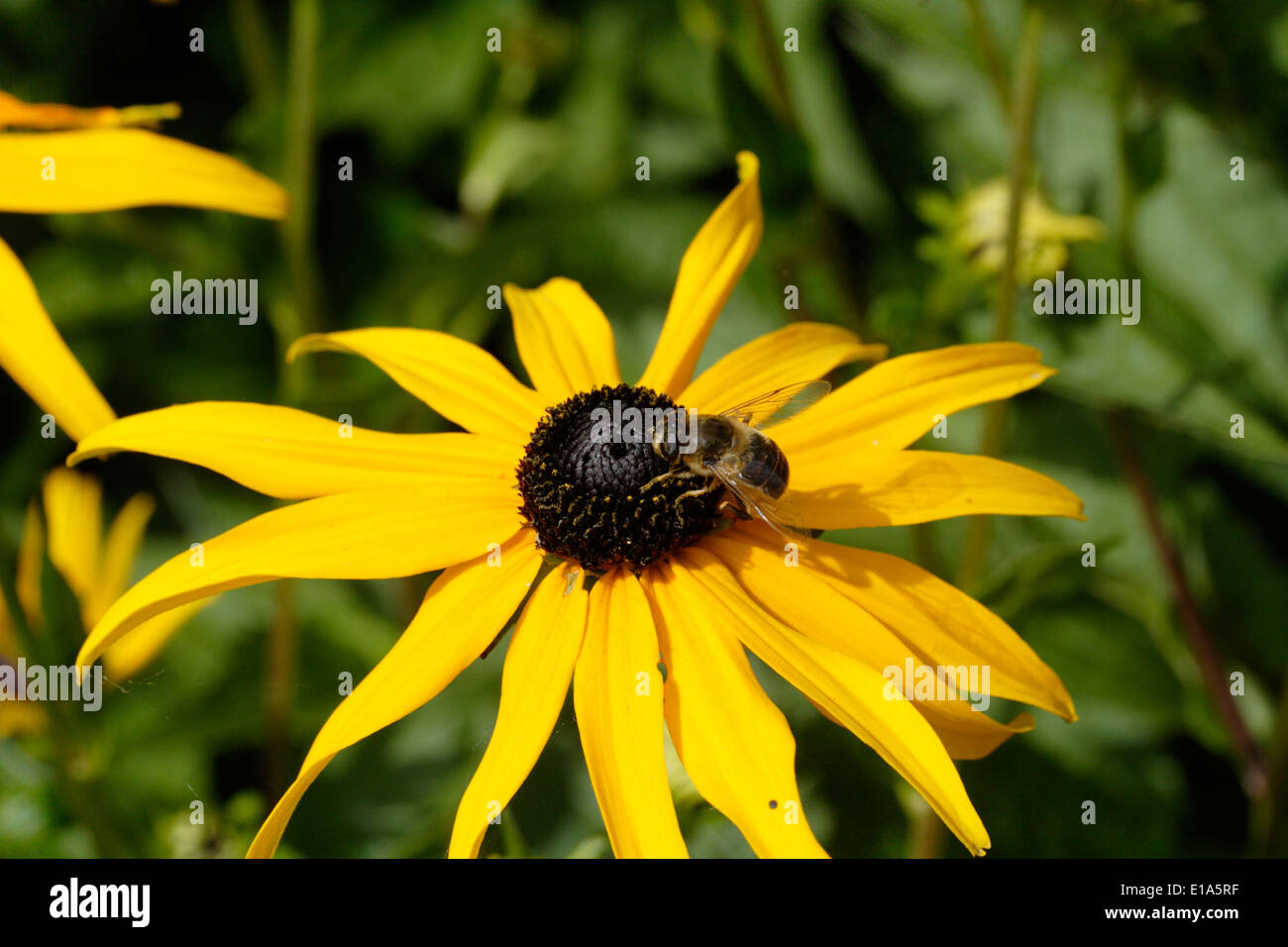 Il miele delle api sul cono Rudbeckia Goldsturm fiore Foto Stock