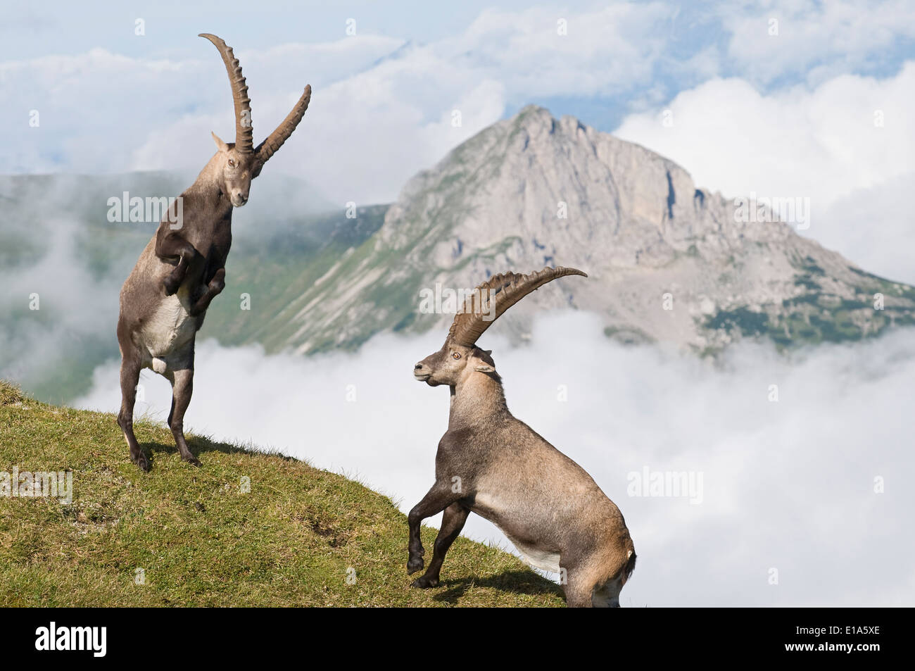 Stambecco delle Alpi (Capra ibex) Foto Stock