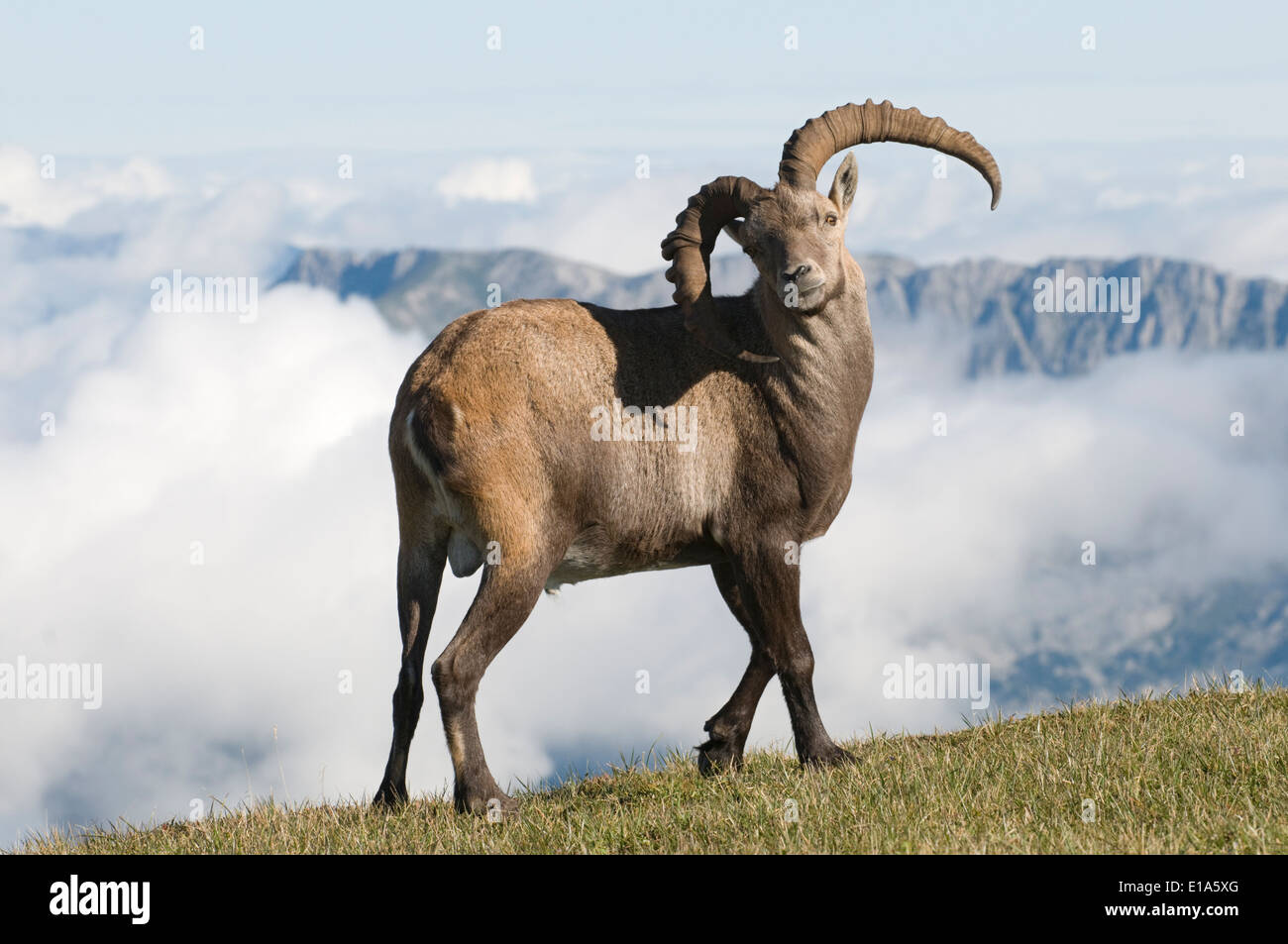 Stambecco delle Alpi (Capra ibex) Foto Stock