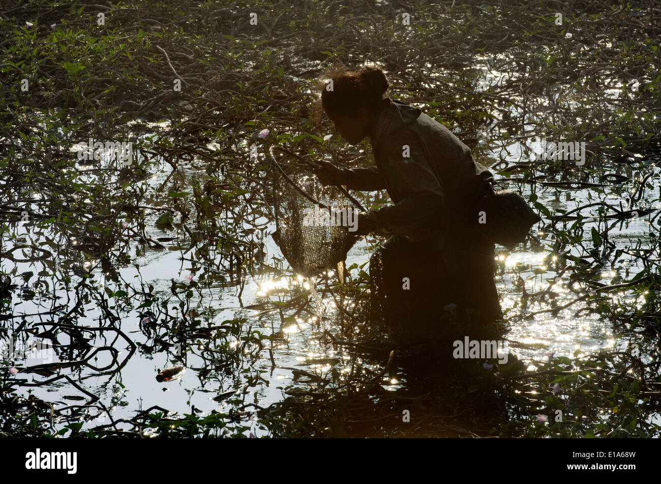 Donna cattura di pesci piccoli e acqua commestibile insetti in stagno, Pha che Sikhotabong, Tha Kaek, Laos. Foto Stock