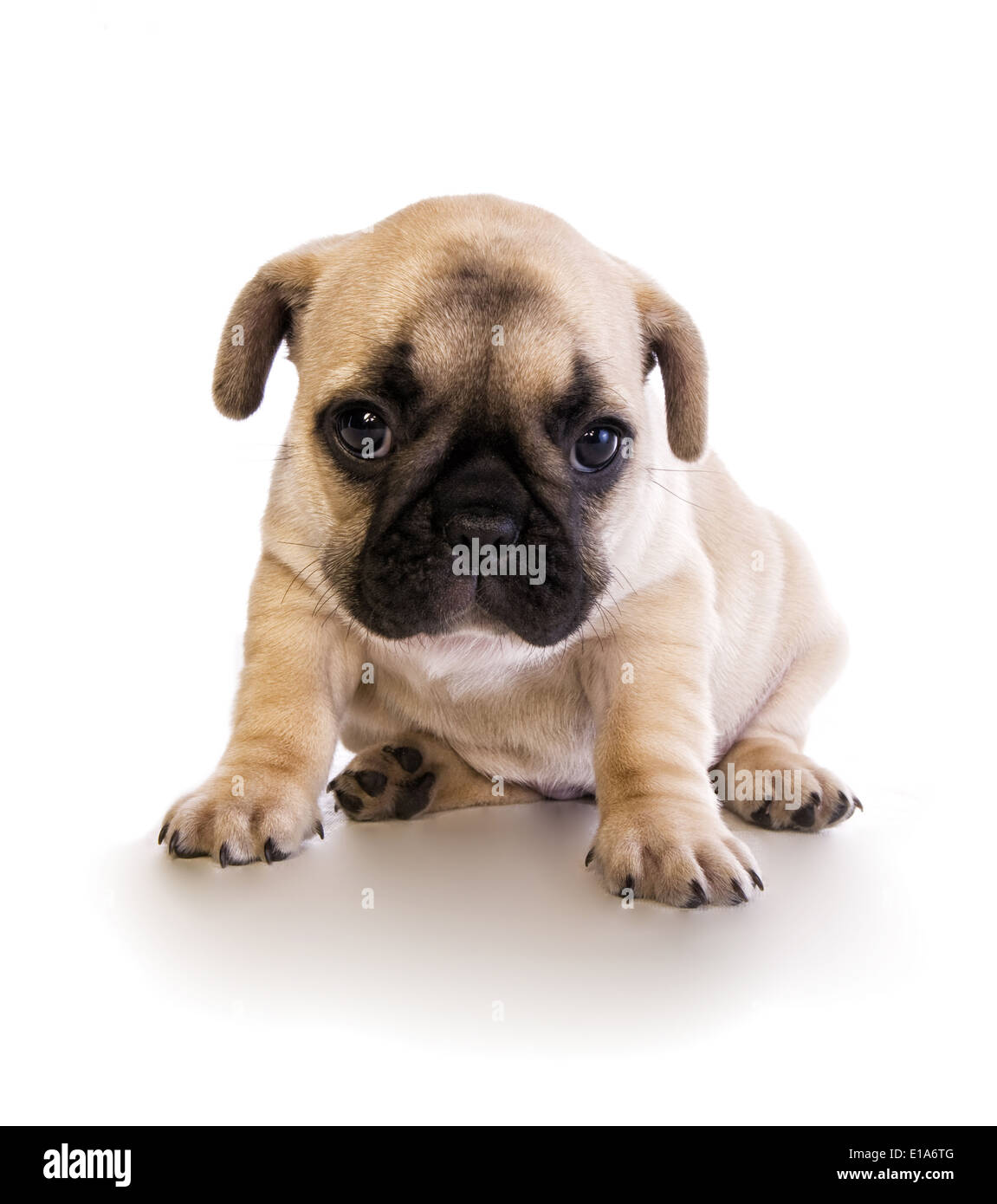 Carino triste fawn bulldog francese cucciolo con maschera nera isolato su bianco Foto Stock