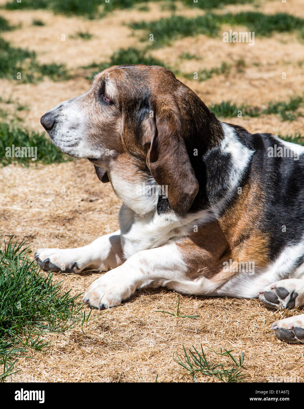 Bassett hound dog al di fuori in una giornata di sole Foto Stock