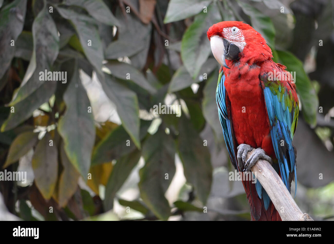 Un Scarlet Macaw (Ara Macao) si siede su un ramo della foresta pluviale amazzonica vicino a Iquitos, Perù Foto Stock