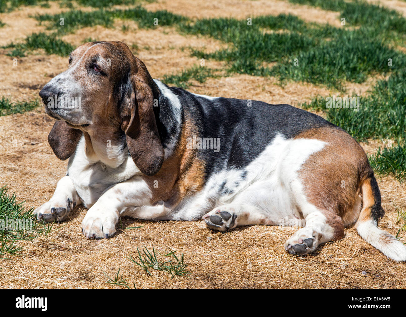 Bassett hound dog al di fuori in una giornata di sole Foto Stock