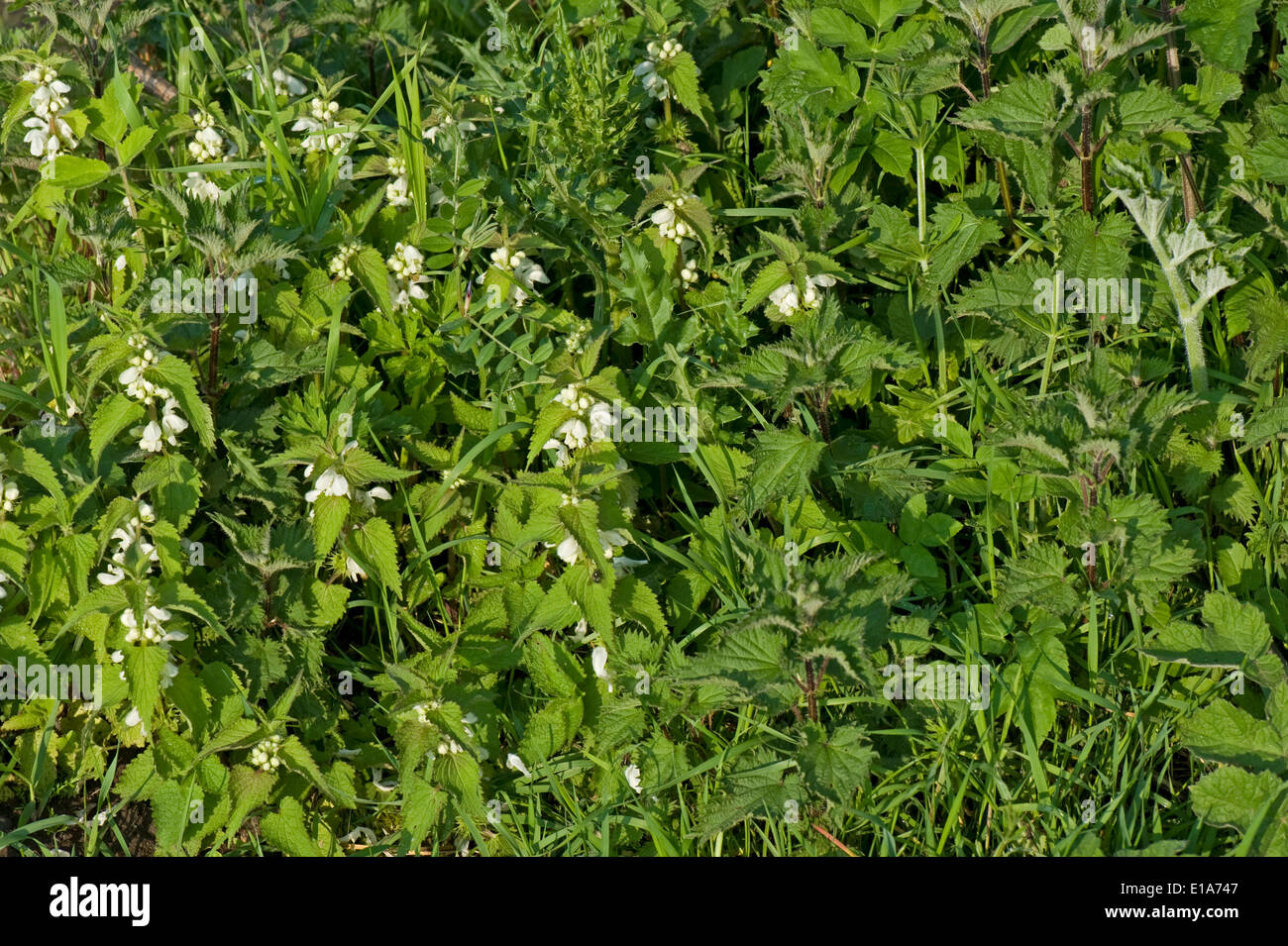 Morto bianco-ortiche, Lamium album e ortica, Urtica dioica, crescendo insieme Foto Stock