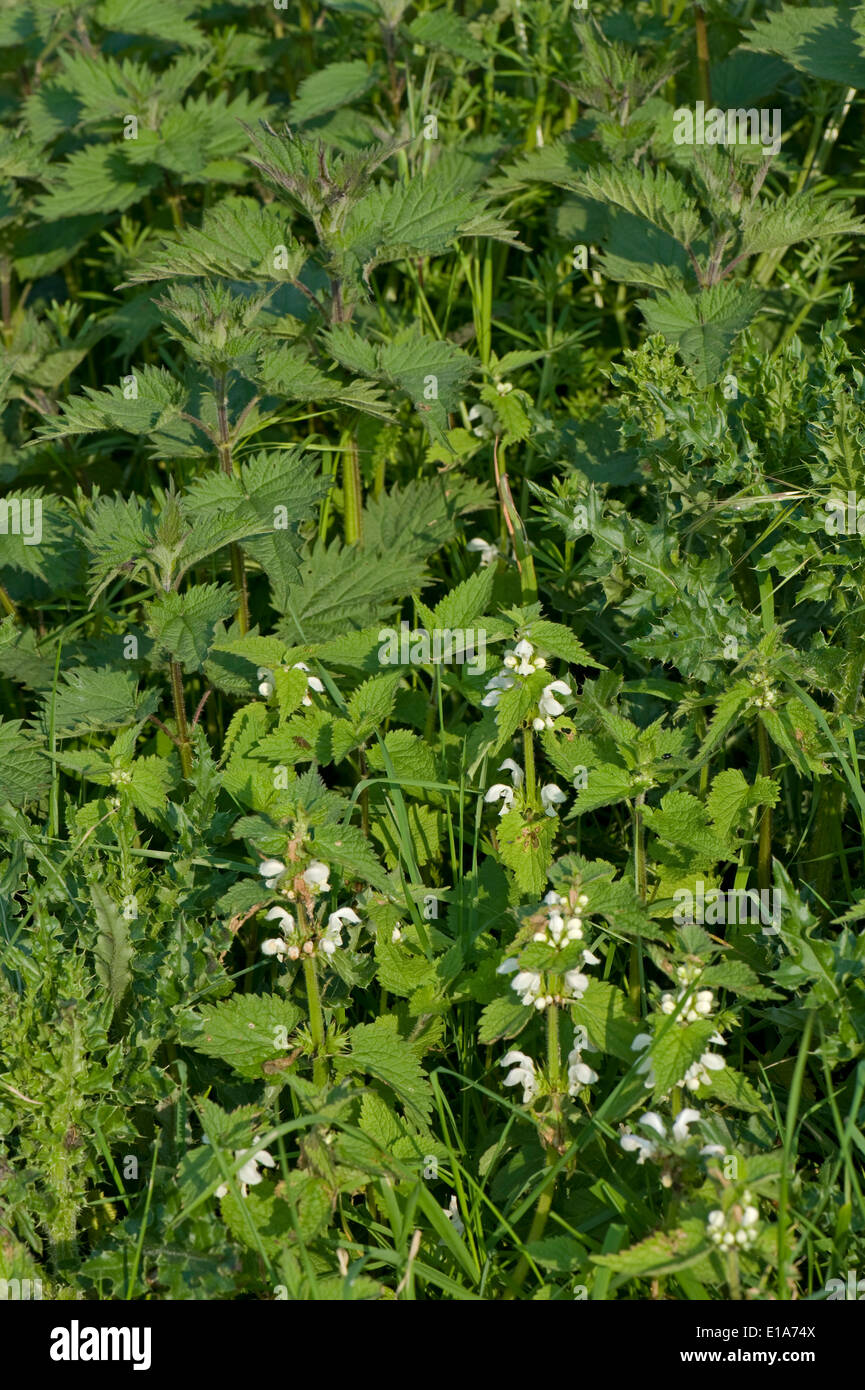 Morto bianco-ortiche, Lamium album e ortica, Urtica dioica, cardo, Cirsium, crescendo insieme Foto Stock