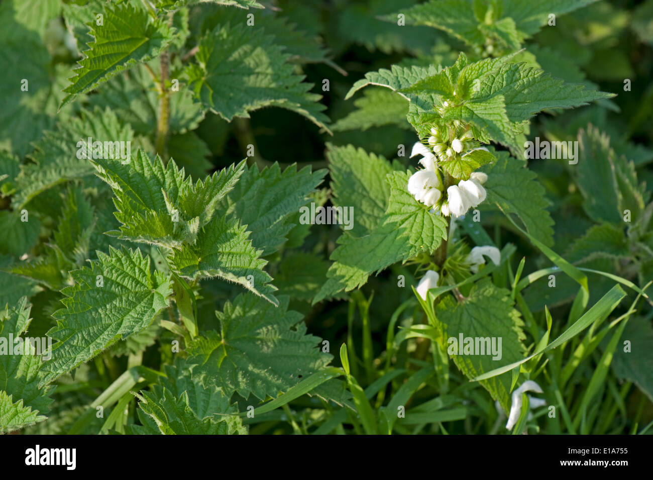 Morto bianco-ortiche, Lamium album e ortica, Urtica dioica, crescendo insieme Foto Stock