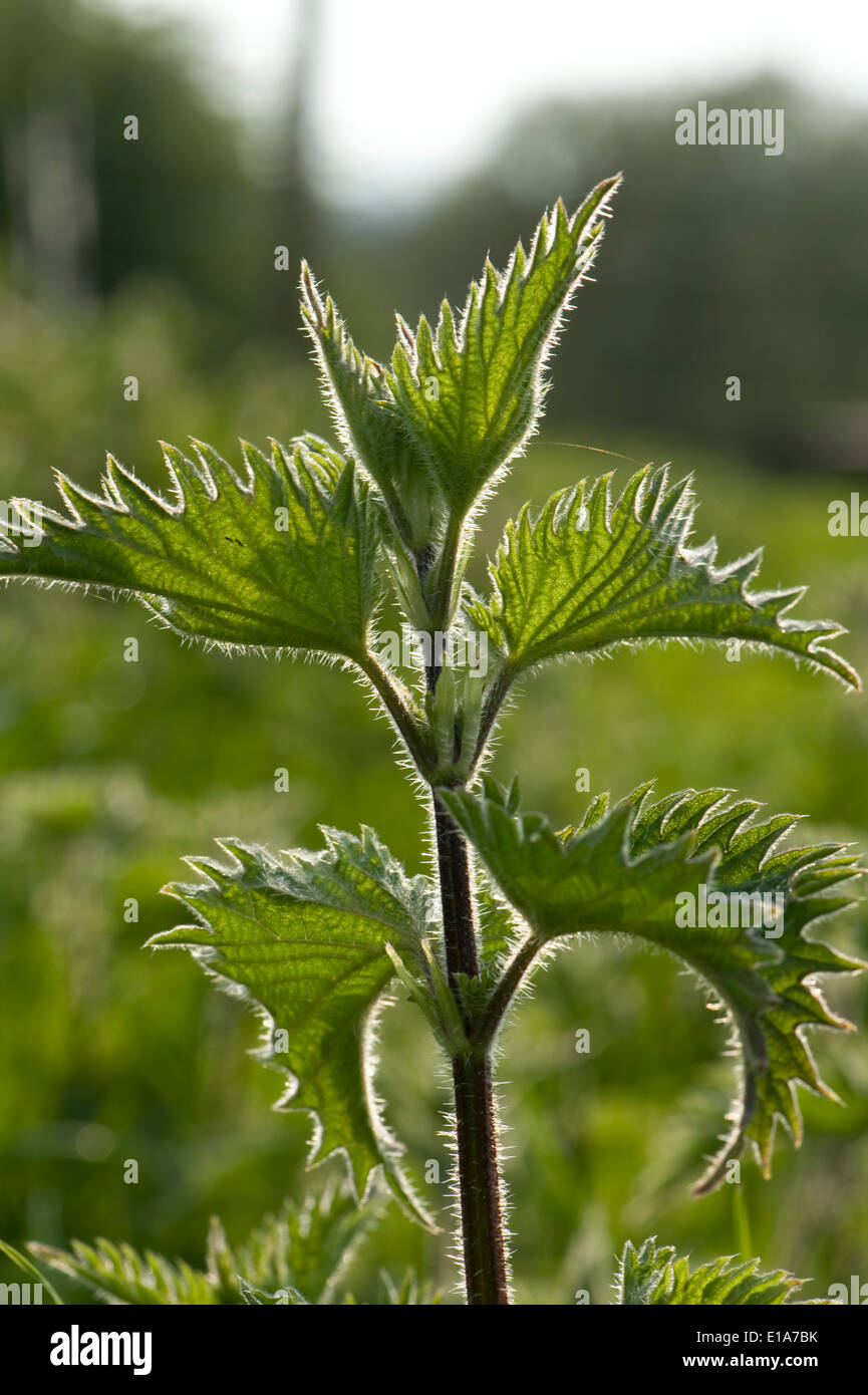 Ortica, Urtica dioica, fotografati contro la luce ed evidenziando la sensazione puntoria peli sulle foglie e stelo Foto Stock