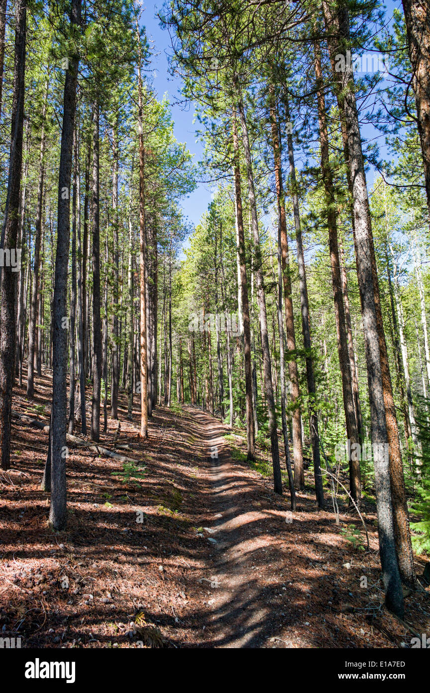Il sentiero attraverso il bosco di pini, Bear Creek, Rainbow Trail, Colorado, STATI UNITI D'AMERICA Foto Stock