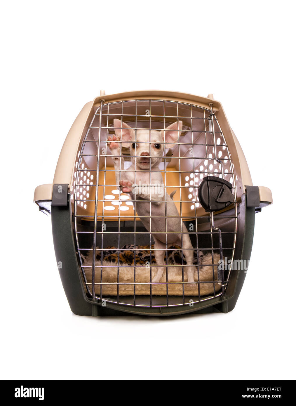 Carino color crema a pelo corto Chihuahua cucciolo di cane interno isolato portante su sfondo bianco Foto Stock