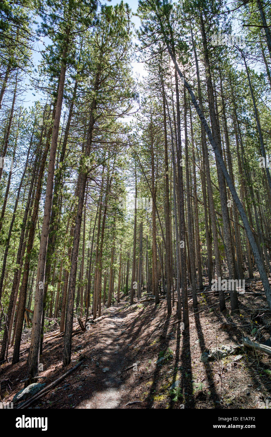 Il sentiero attraverso il bosco di pini, Bear Creek, Rainbow Trail, Colorado, STATI UNITI D'AMERICA Foto Stock