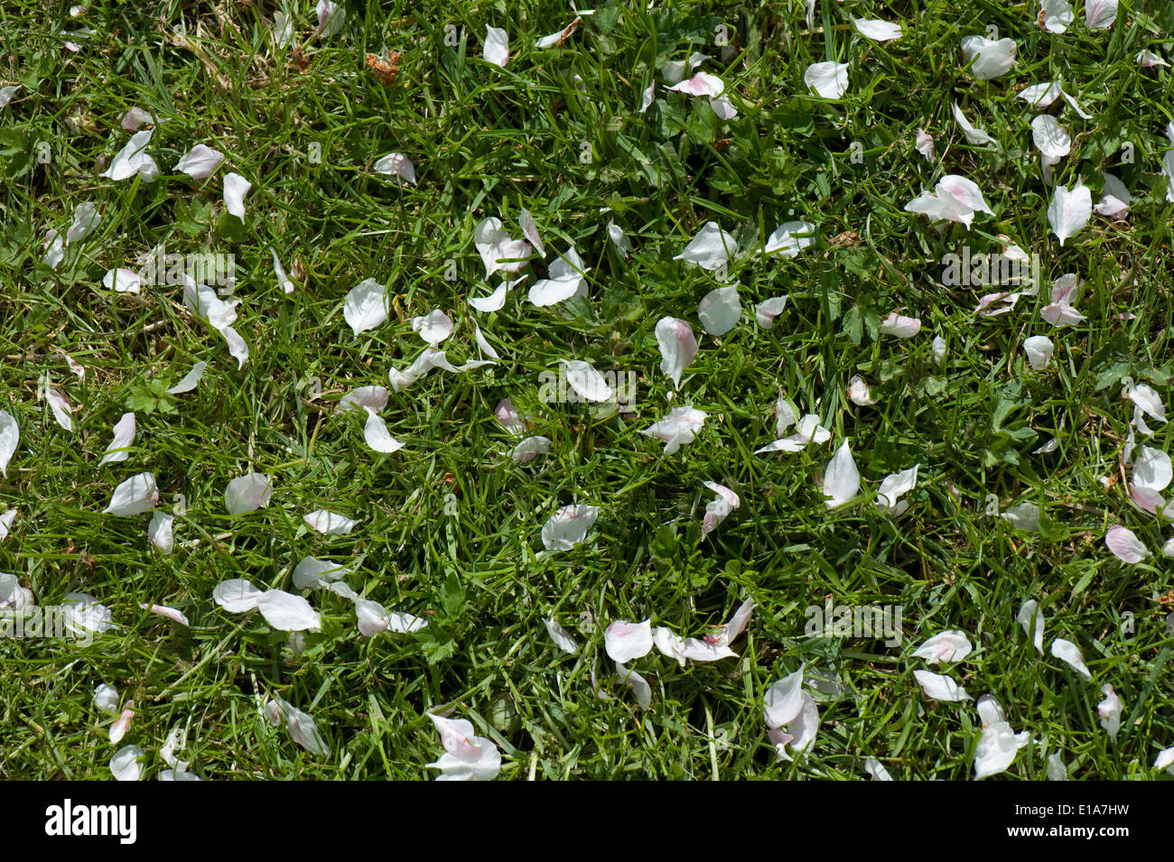 Apple Blossom petali a copertura di un prato in un giardino inglese caduto come neve come i fiori della pianta muoiono Foto Stock