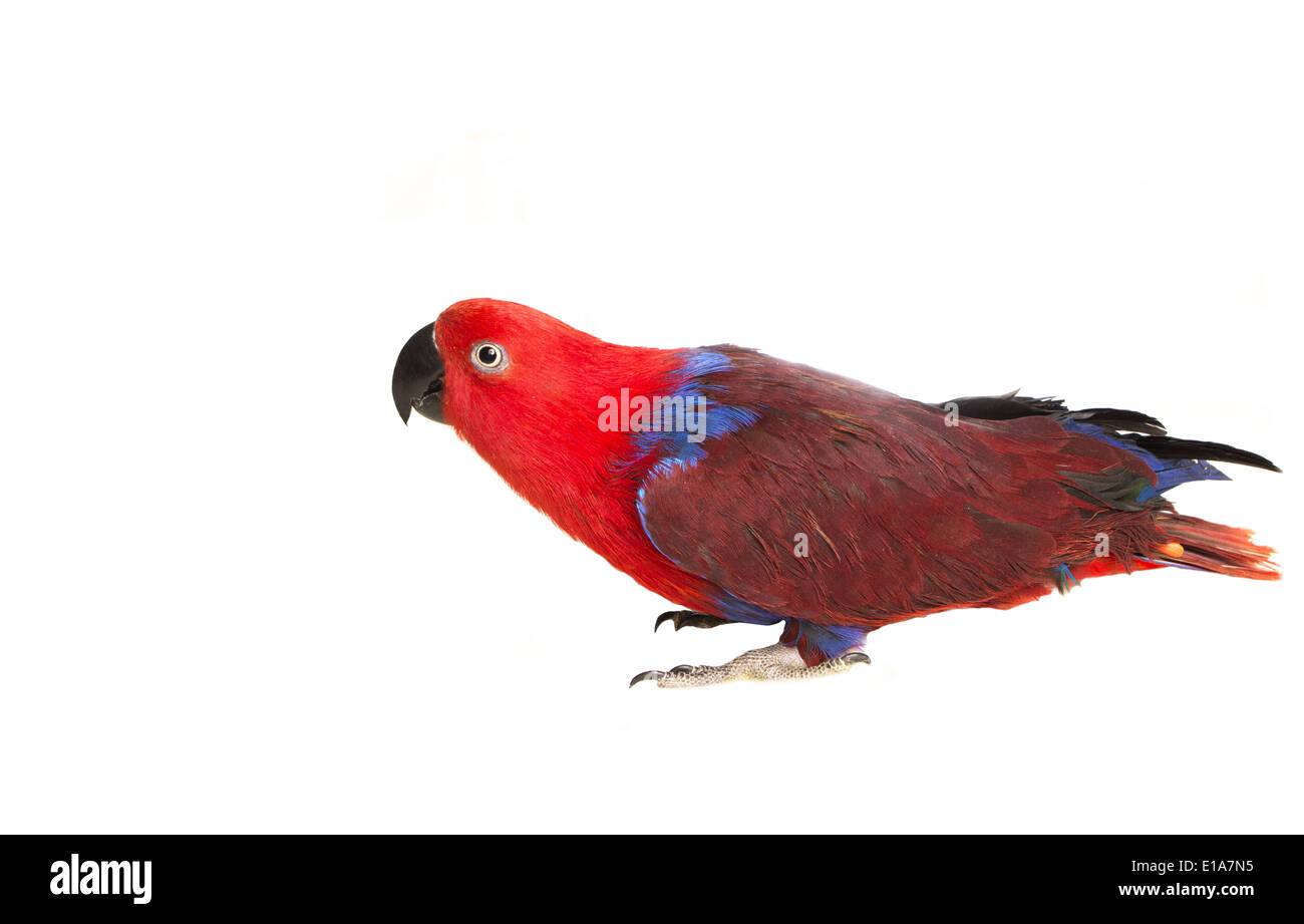 Pappagallo Eclectus veduta laterale testa giù isolati su sfondo bianco Foto Stock