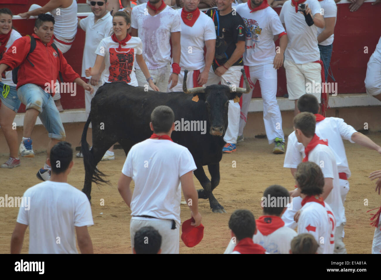 I frequentatori del festival in esecuzione da un toro nella Plaza de Toros di Pamplona durante la Fiesta de San Fermin Foto Stock