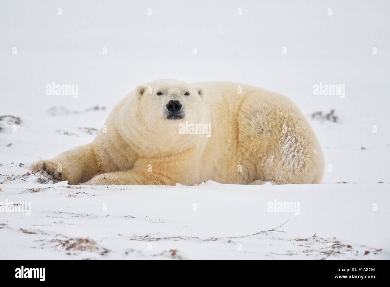 Orso polare (Ursus maritimus) Wapusk National Park, Cape Churchill Manitoba Canada Foto Stock