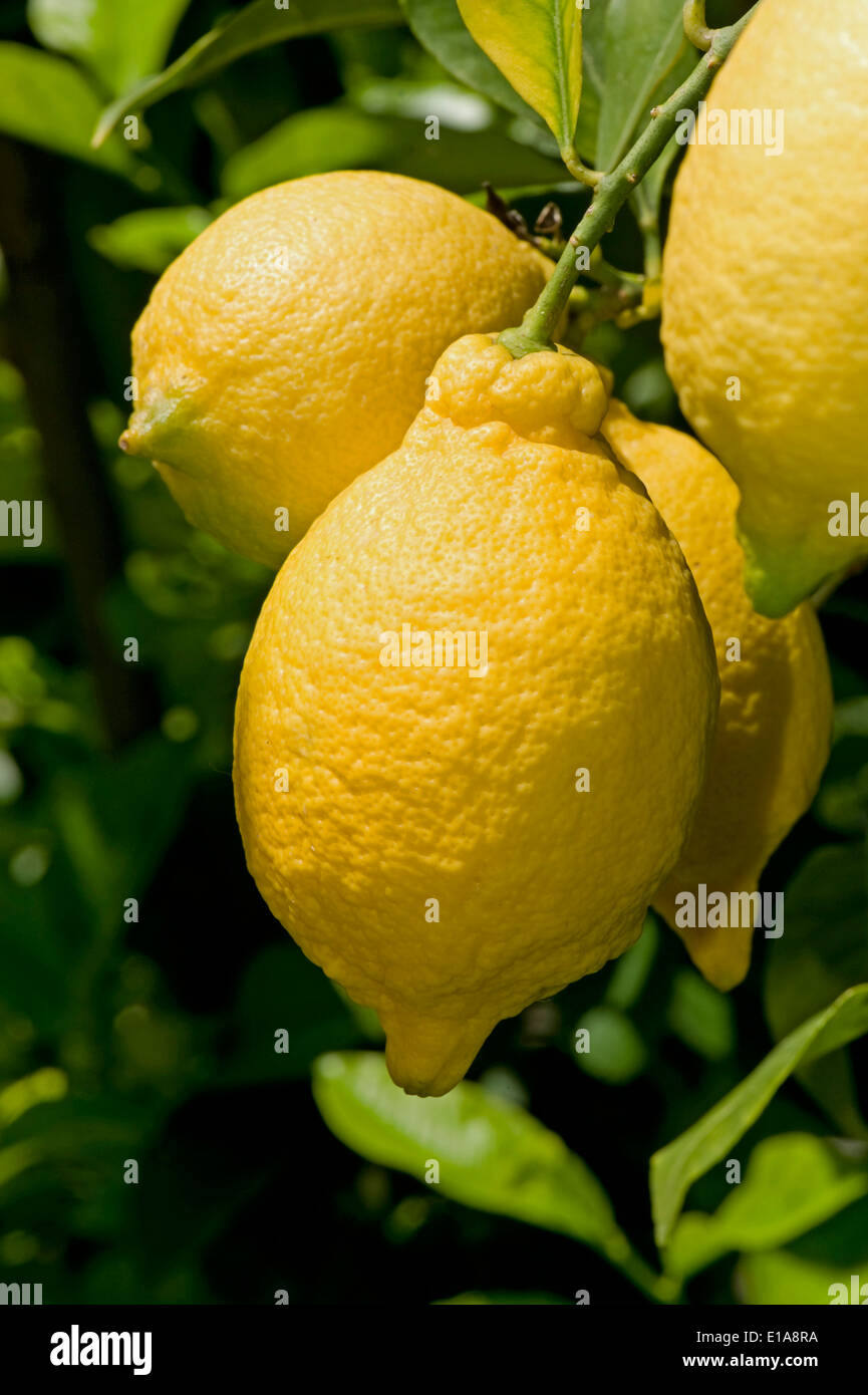 Limoni maturi sull'albero vicino a Sorrento e la baia di Napoli in Italia Foto Stock