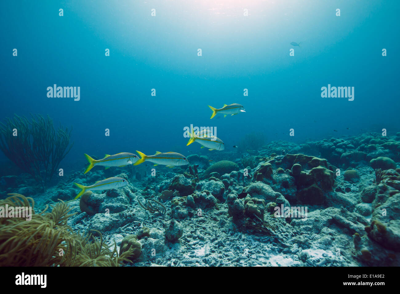 Pesci di Yello nel mare dei Caraibi intorno a Bonaire. Divesite Andrea I. Grote zeroede. Foto V.D. Foto Stock