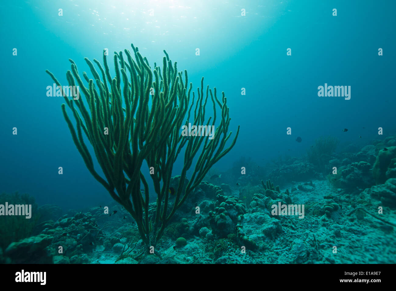 Enorme canna da mare (Plexaurella nutans) nel mare dei Caraibi intorno a Bonaire. Divesite Andrea 1. Grote zeeroede. Foto V.D. Foto Stock
