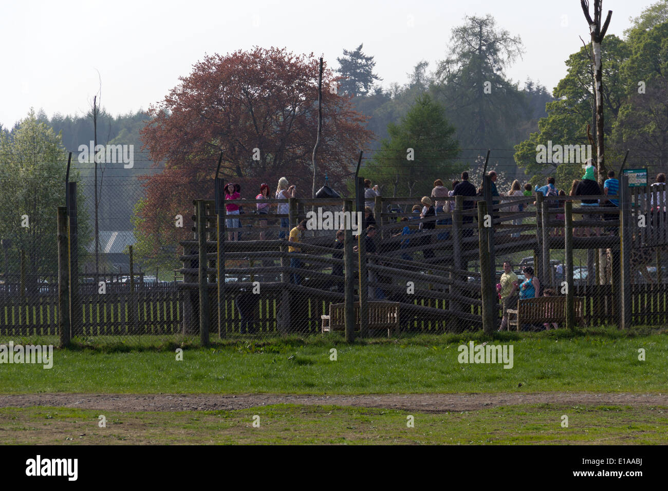 Persone che salgono una struttura in legno all'interno di Blair Drummond Safari Park, questo porta ad un punto di vista per un contenitore di animale (giraffe) Foto Stock