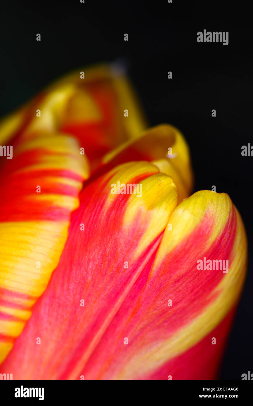 Giallo e rosa tulip in bud Foto Stock
