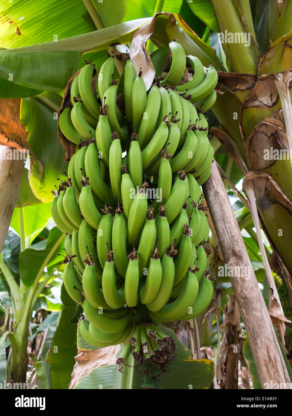 Dettagli di alberi di banane che mostra acerbo frutto verde e infiorescenza, crescente interno molto grande polytunnels Foto Stock