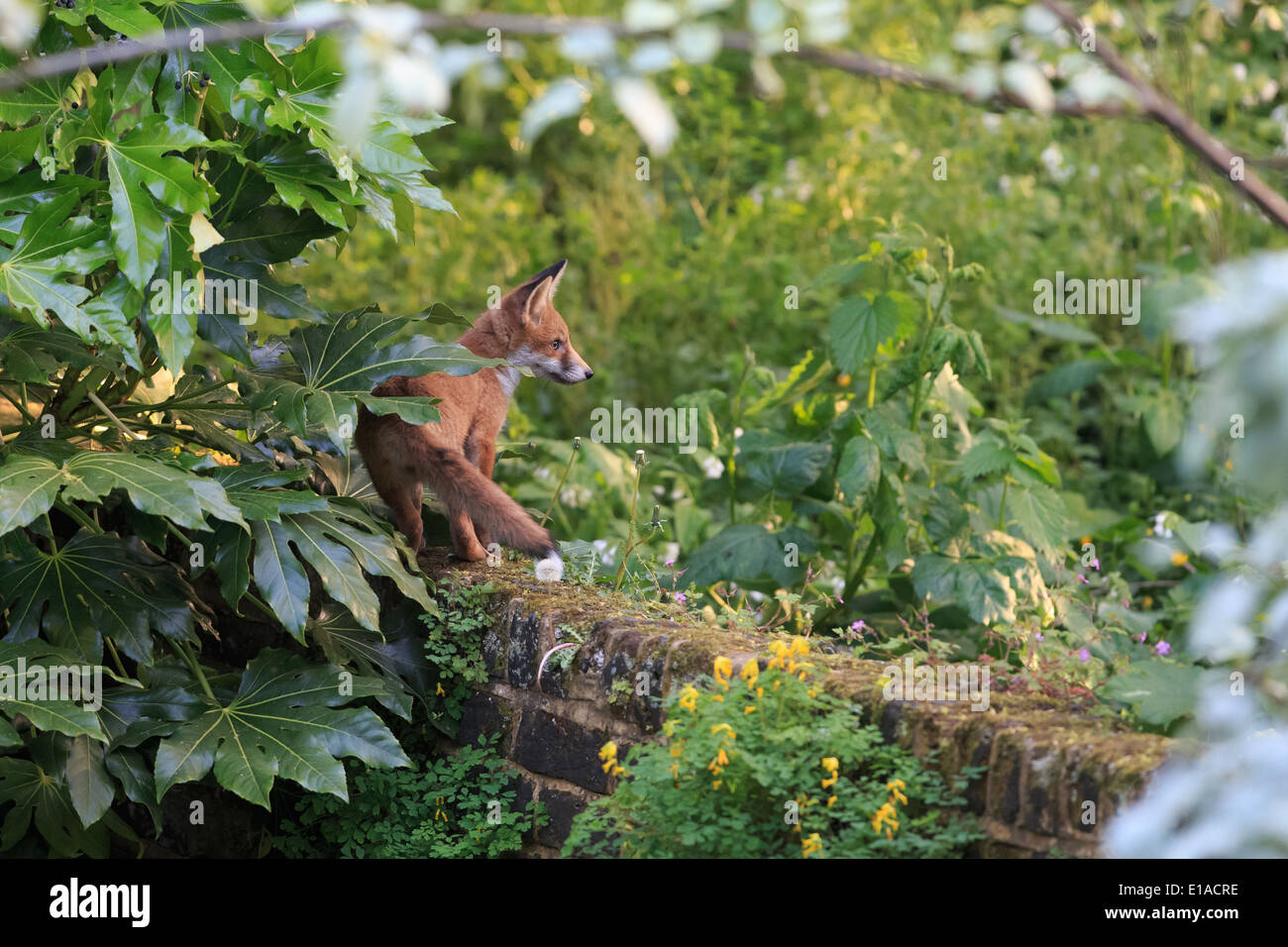 Fox cub guardando fuori da una parete nel tardo pomeriggio di luce Foto Stock