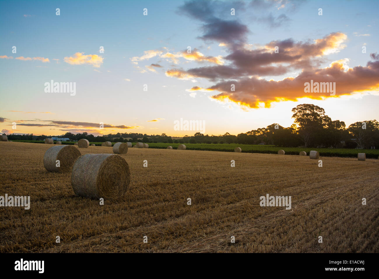 Balle di fieno nel paddock, Sud Australia Foto Stock