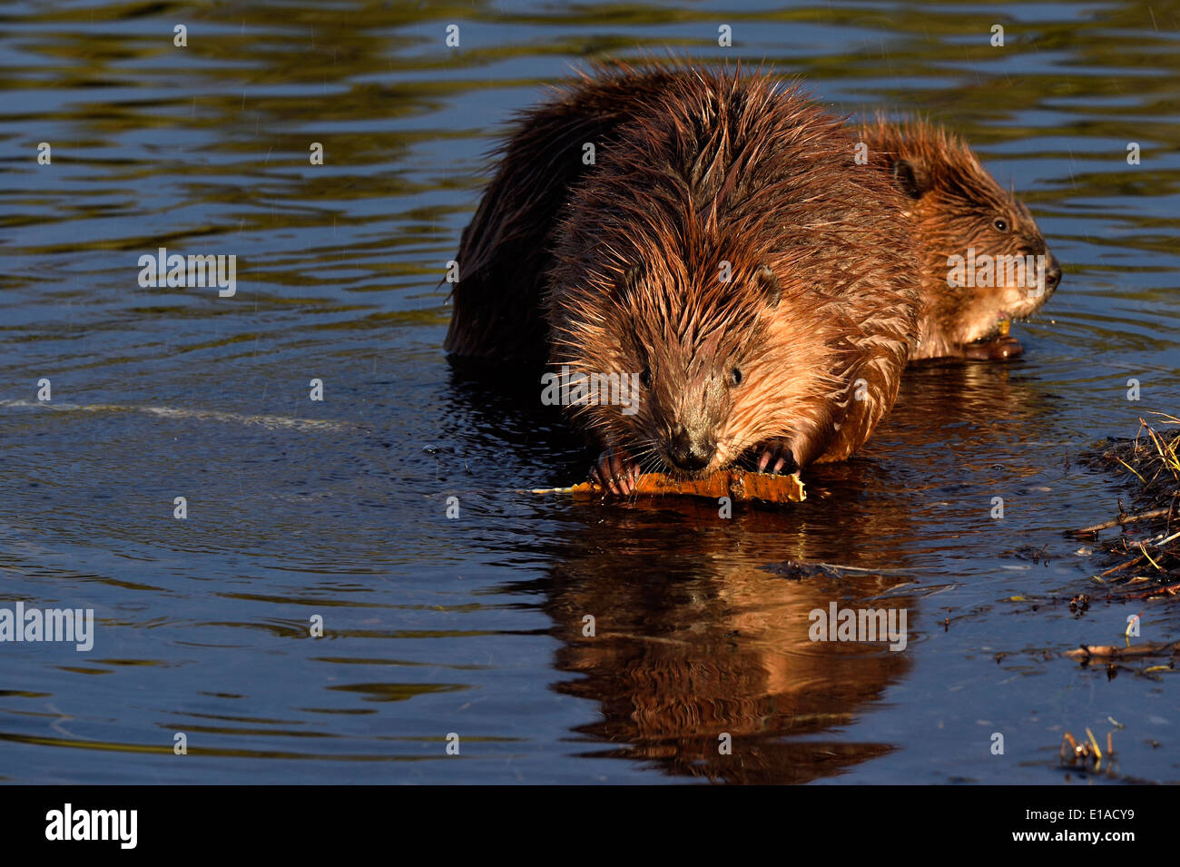 Due giovani castori seduto in acqua della loro alimentazione di stagno su alcuni rami di alberi Foto Stock