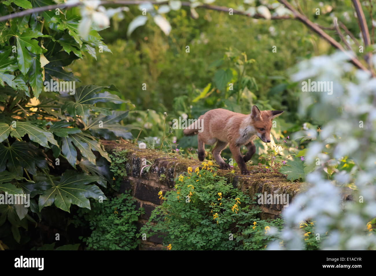 Fox cub che corre lungo una parete Foto Stock