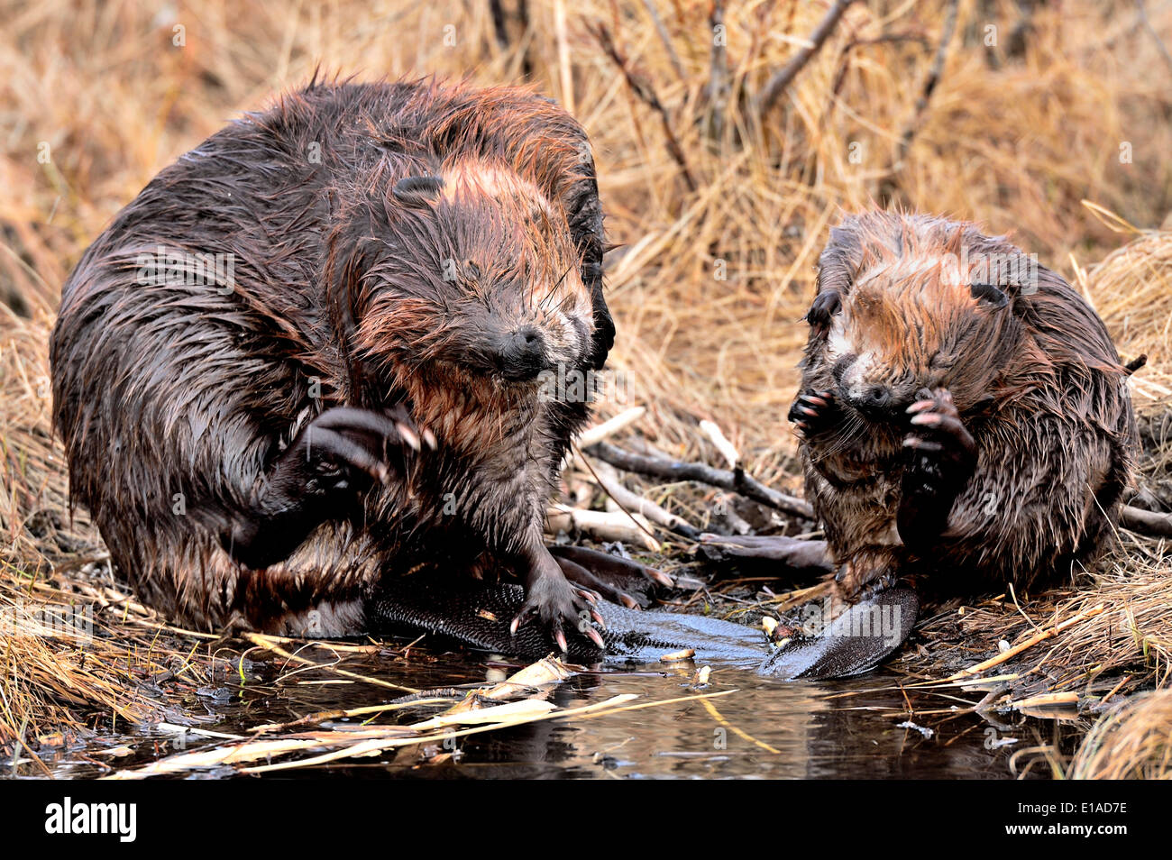 Due castori 'Castor canadensis' graffiando e potando sul lato del loro laghetto castoro Foto Stock