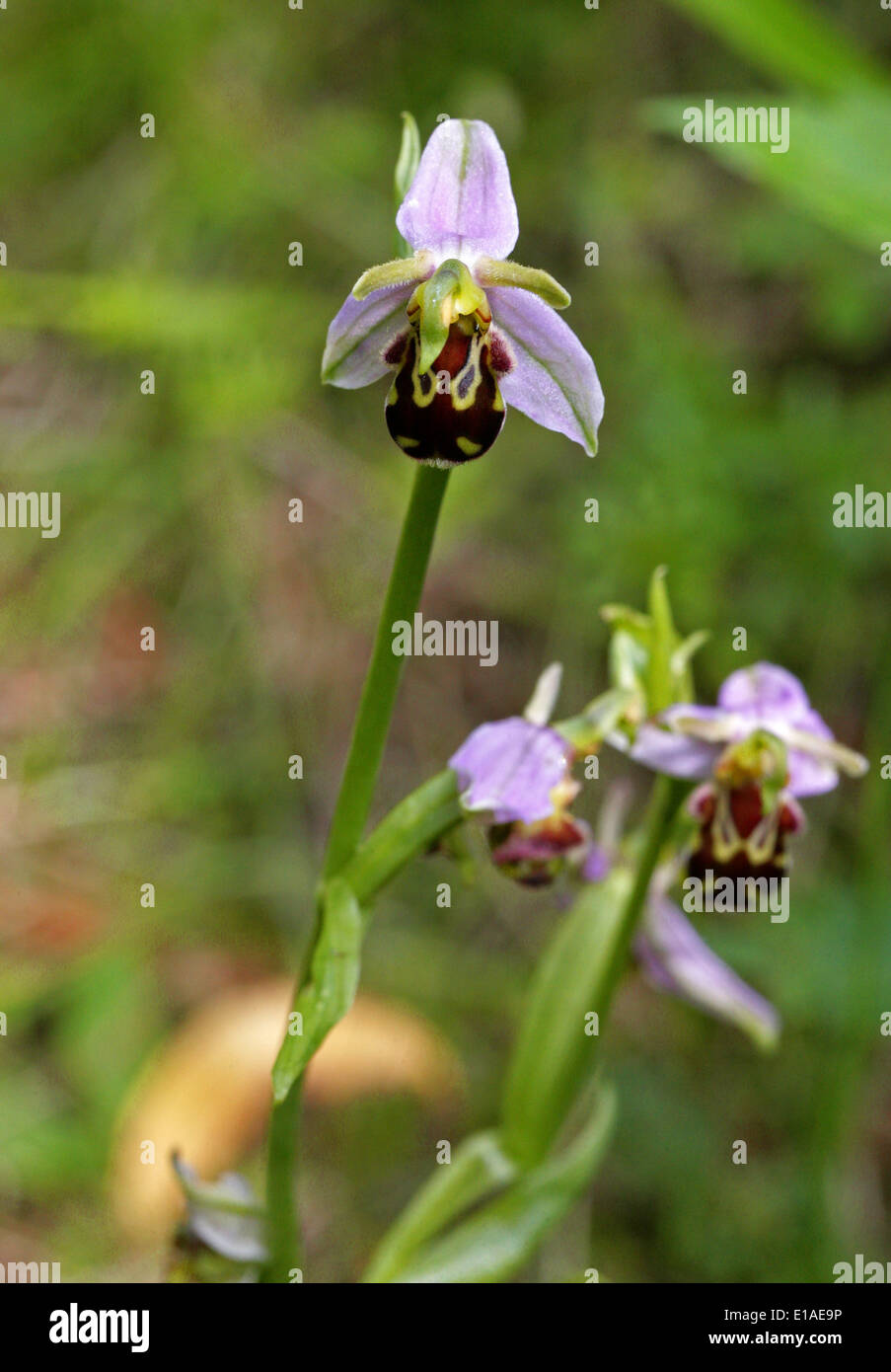 Bee Orchid, Ophrys apifera, Orchidaceae. Britannico di fiori selvatici. Chilterns, Hertsfordshire, UK. Anche in Europa e Nord Africa. Foto Stock