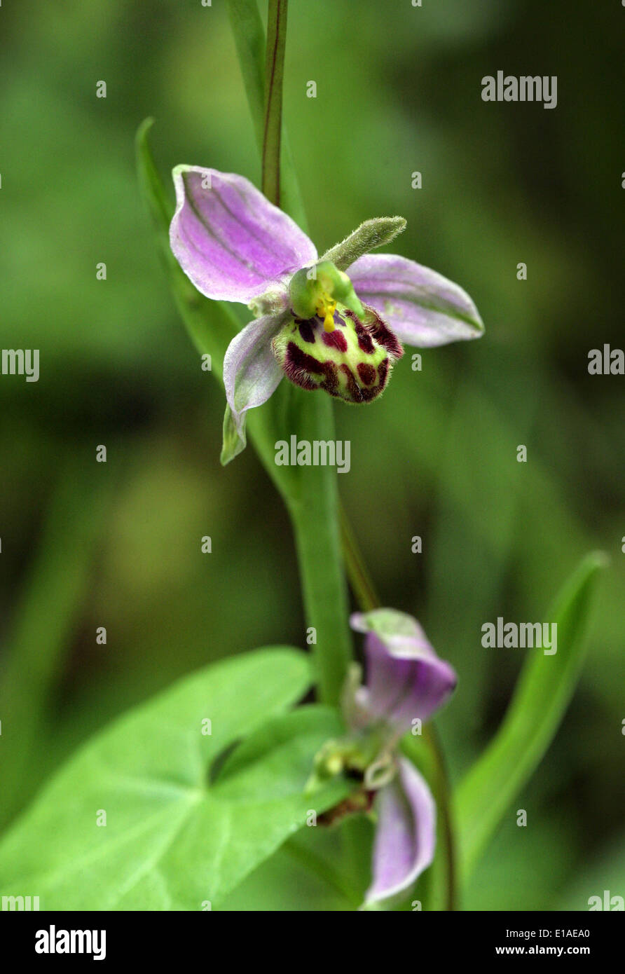 Bee Orchid, Ophrys apifera, Orchidaceae. Britannico di fiori selvatici. Chilterns, Hertsfordshire, UK. Anche in Europa e Nord Africa. Foto Stock