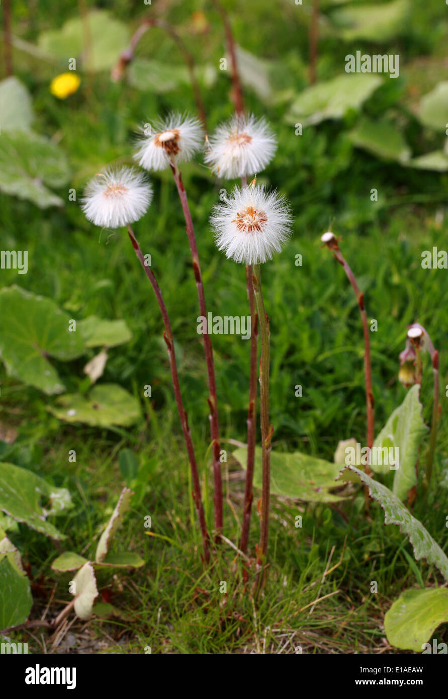 Coltsfoot Seedheads, Tussilago farfara, Asteraceae. Foto Stock