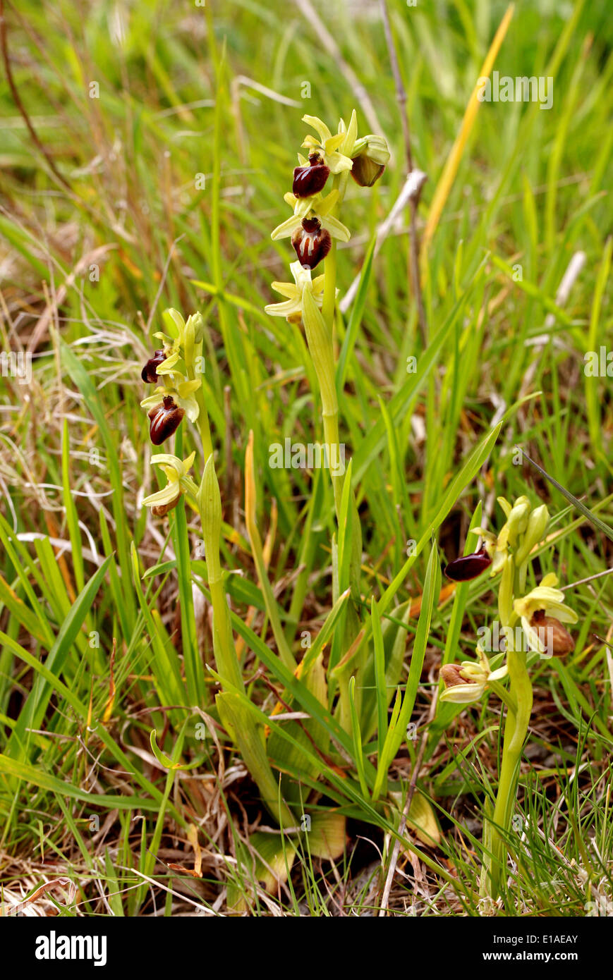 Early Spider Orchids, Ophrys sphegodes, Orchidaceae. Samphire Hoe, Kent. British Wild Flower, Regno Unito. Foto Stock