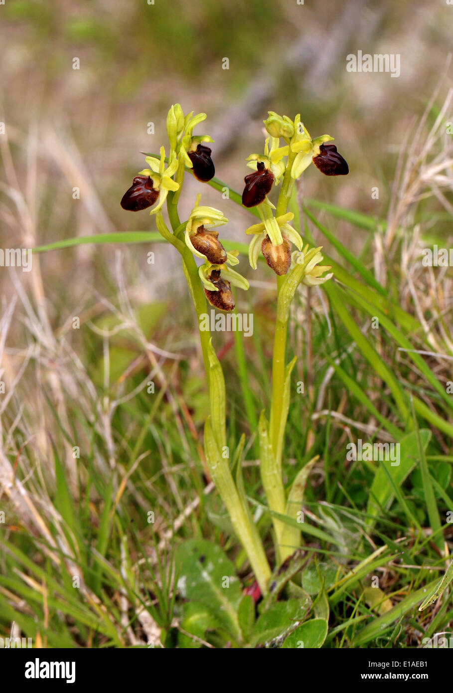 Early Spider Orchids, Ophrys sphegodes, Orchidaceae. Samphire Hoe, Kent. British Wild Flower, Regno Unito. Foto Stock