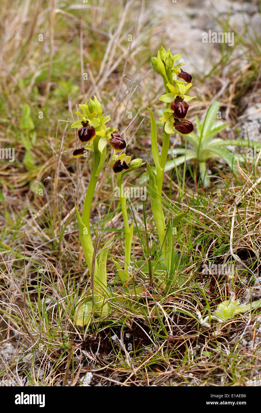 Early Spider Orchids, Ophrys sphegodes, Orchidaceae. Samphire Hoe, Kent. British Wild Flower, Regno Unito. Foto Stock