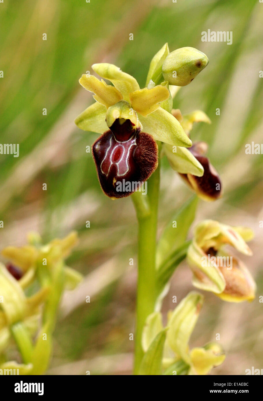 Early Spider Orchids, Ophrys sphegodes, Orchidaceae. Samphire Hoe, Kent. British Wild Flower, Regno Unito. Foto Stock