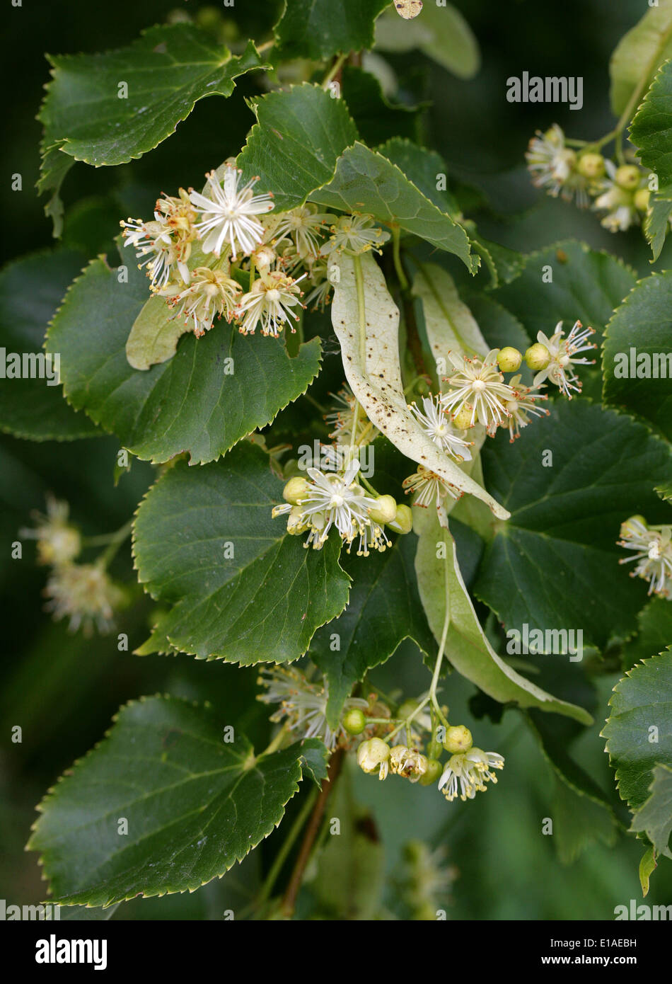 Comune di Tiglio fiori, Tilia vulgaris, delle Tiliaceae Foto Stock