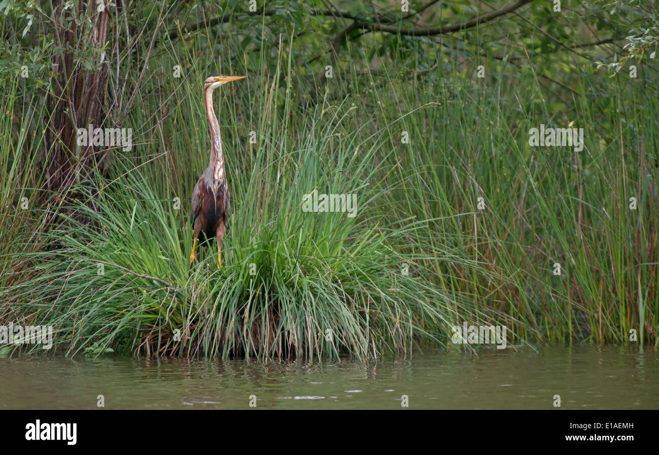 Viola Heron-Ardea purpurea, avviso sorge accanto a un lago. La Brenne, Francia. Foto Stock