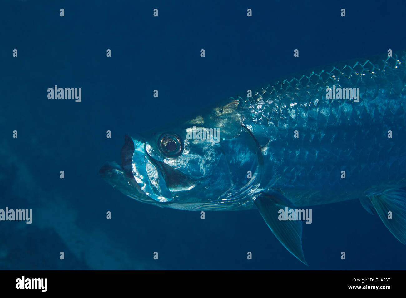 Primo piano di un pesce di tarpoon nel mare dei Caraibi intorno a Bonaire, antille Olandesi. Tarpoon in de Caraische zee rond Bonaire. Foto V.D. Foto Stock