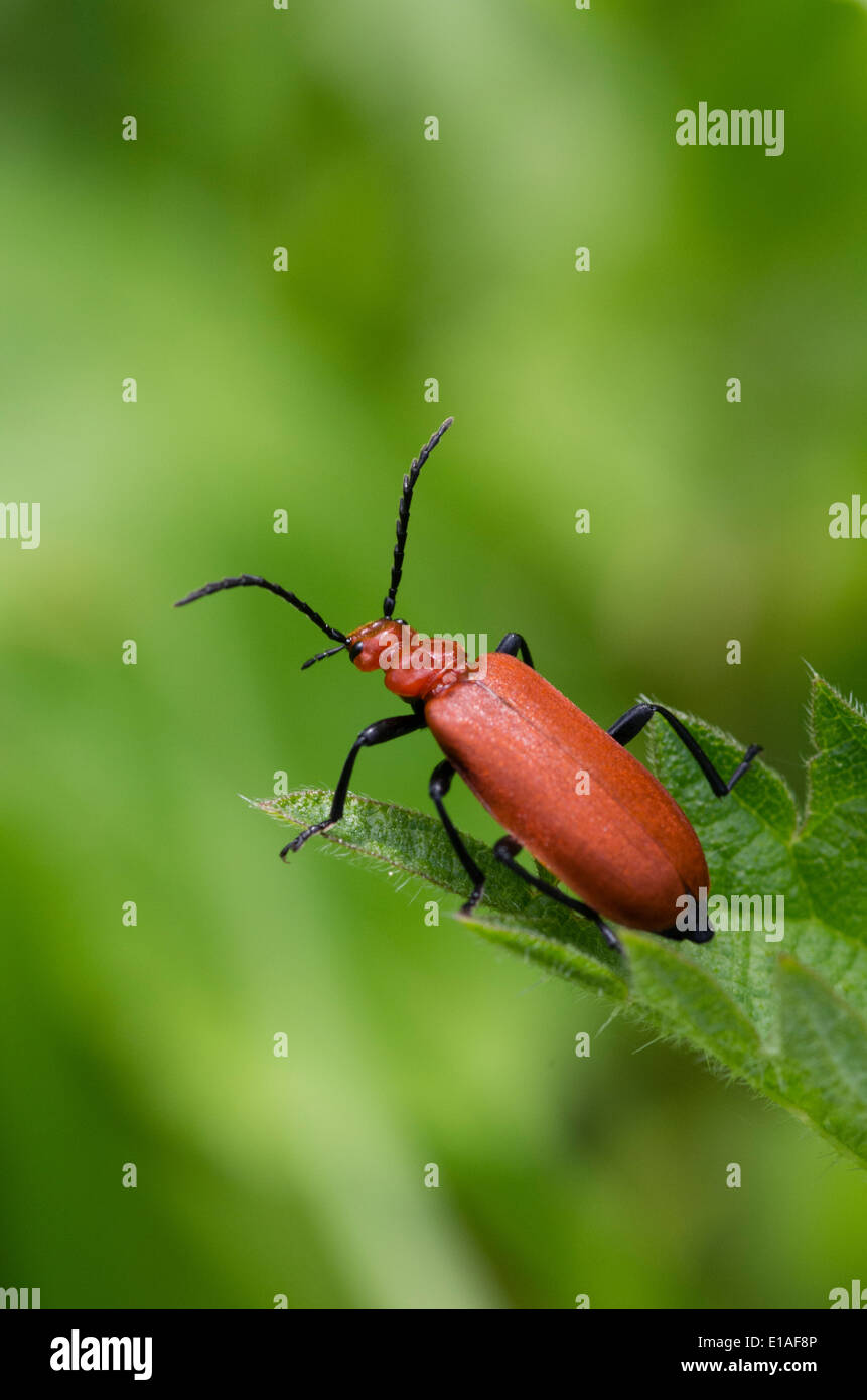Red-headed cardinale beetle. Foto Stock