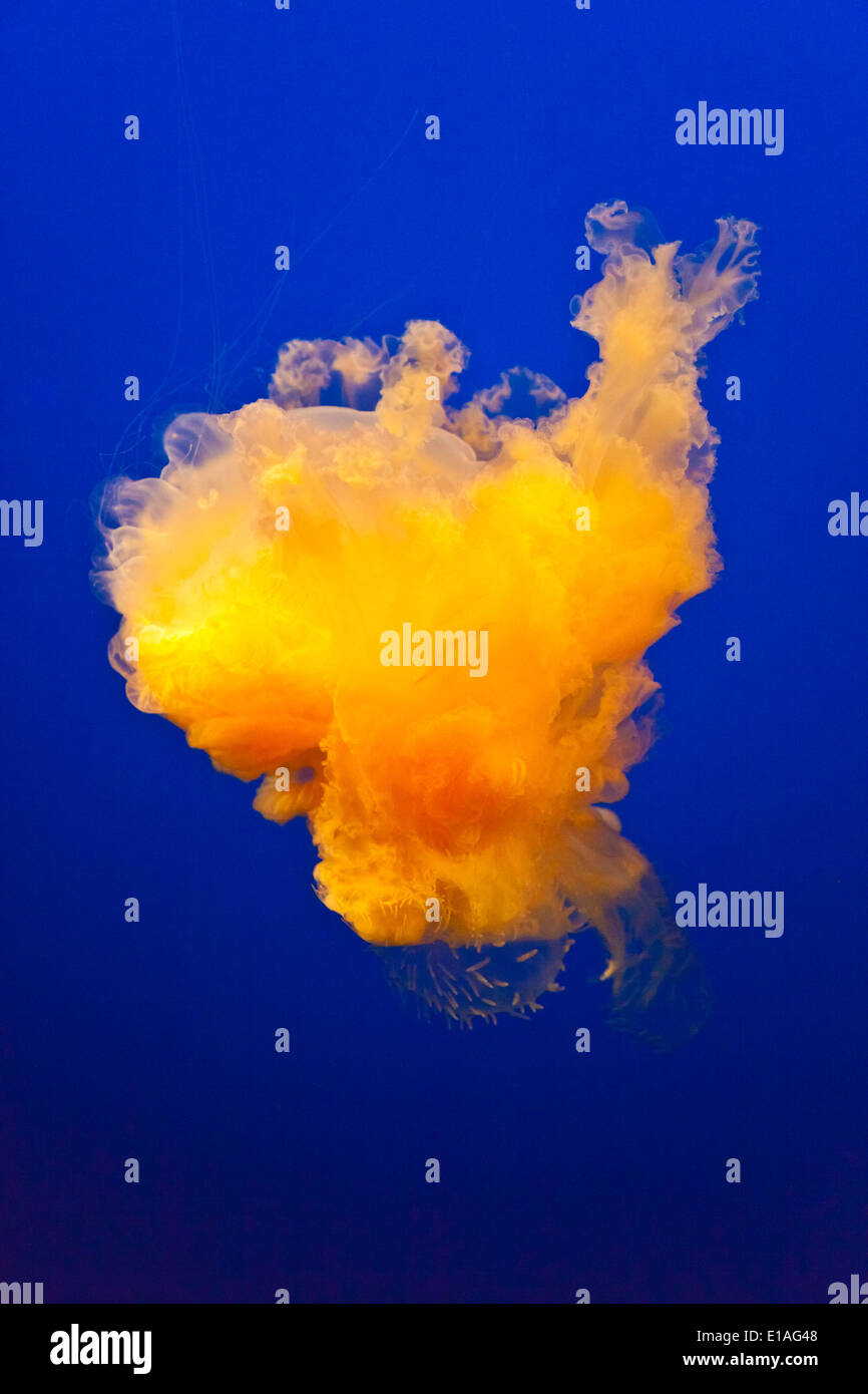 Un unico medusa in mostra presso il Monterey Bay Aquarium - Monterey, California Foto Stock