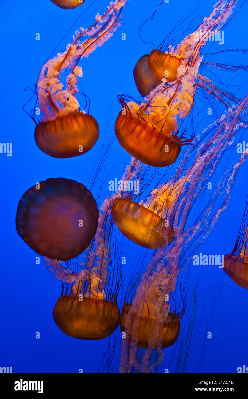 Mare meduse di ortica sul display al Monterey Bay Aquarium - Monterey, California Foto Stock